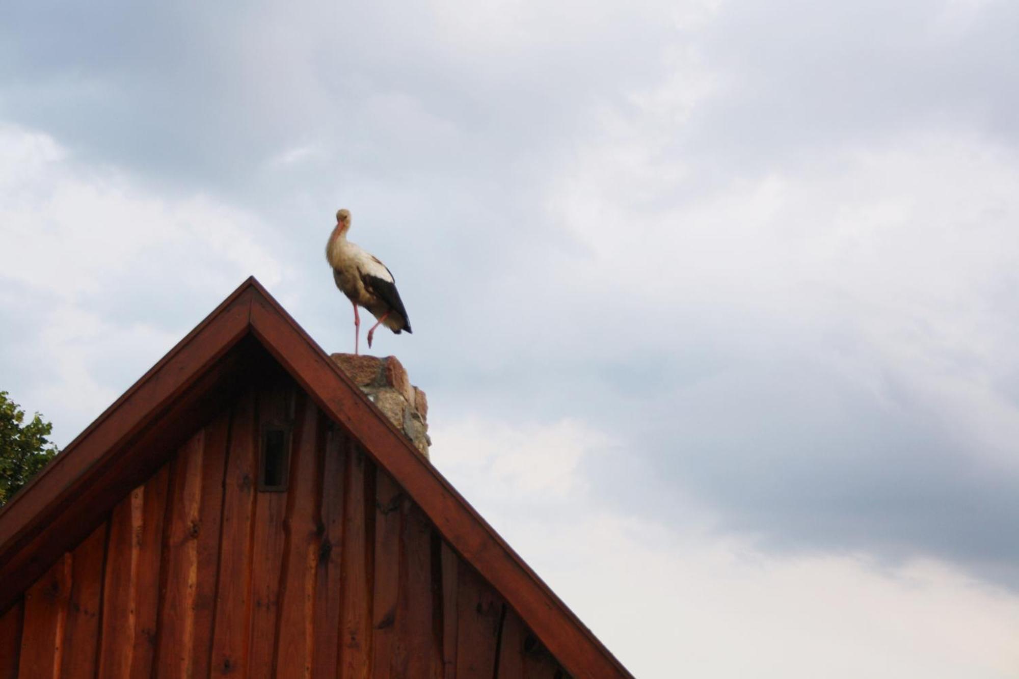 Pod Modrzewiem Pogorzelce Dış mekan fotoğraf